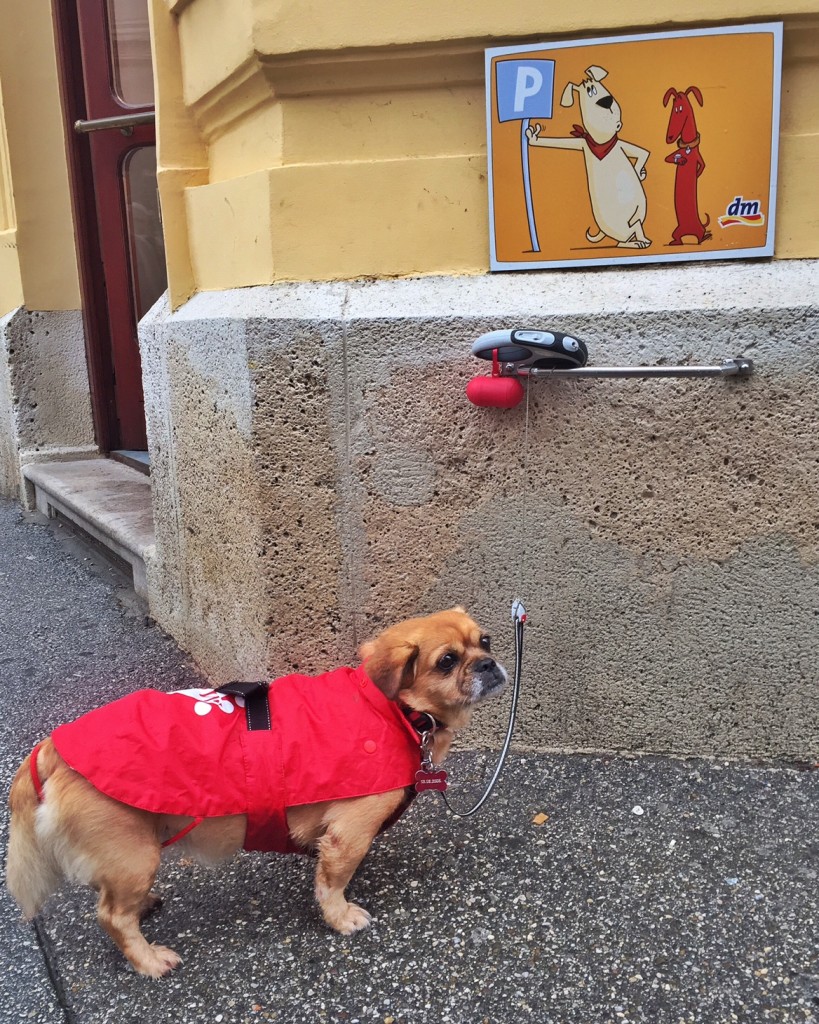 Sometimes you just gotta hang out and chill, like this little doggy in Zagreb's adorable "doggy parking spots".